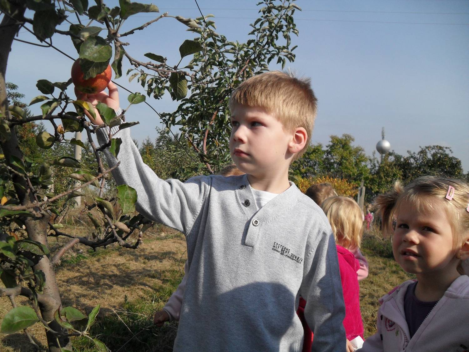 Fotogaléria Ovocie v MŠ Lazany 2011 (5) Ovocie v MŠ Lazany 2011