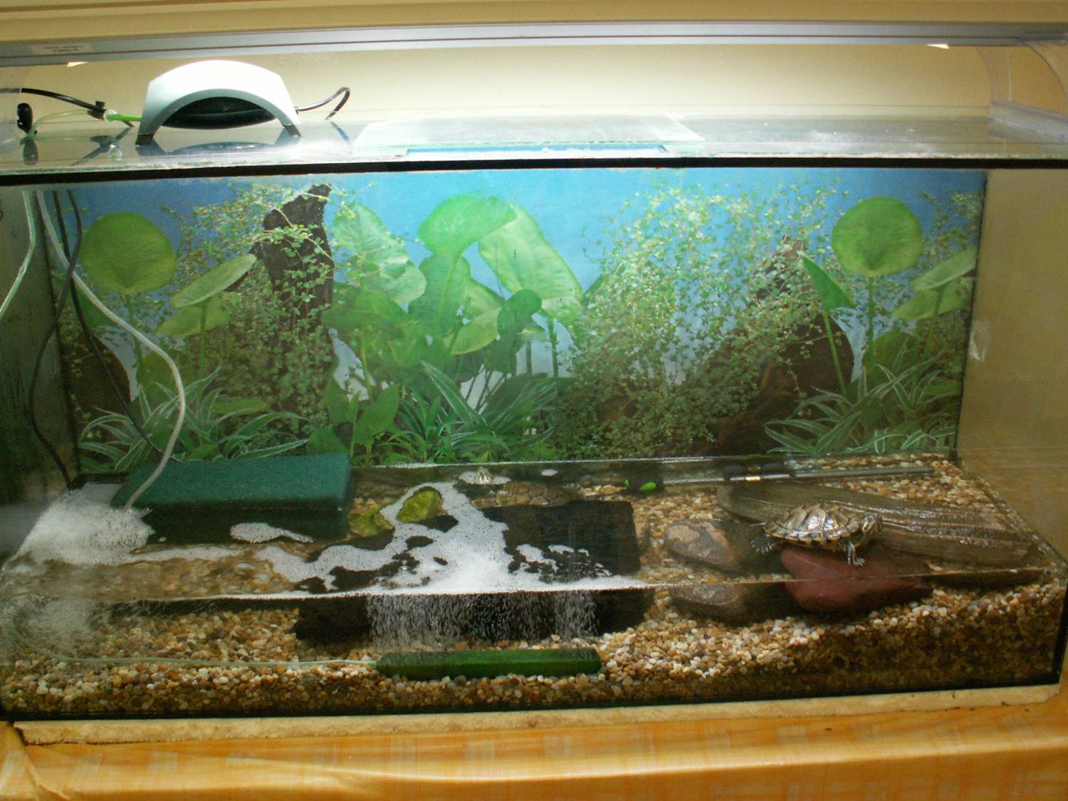 Fotogaléria Živý kútik - korytnačky v ZŠsMŠ Lazany 2011 (6) Živý kútik - korytnačky v ZŠsMŠ Lazany 2011